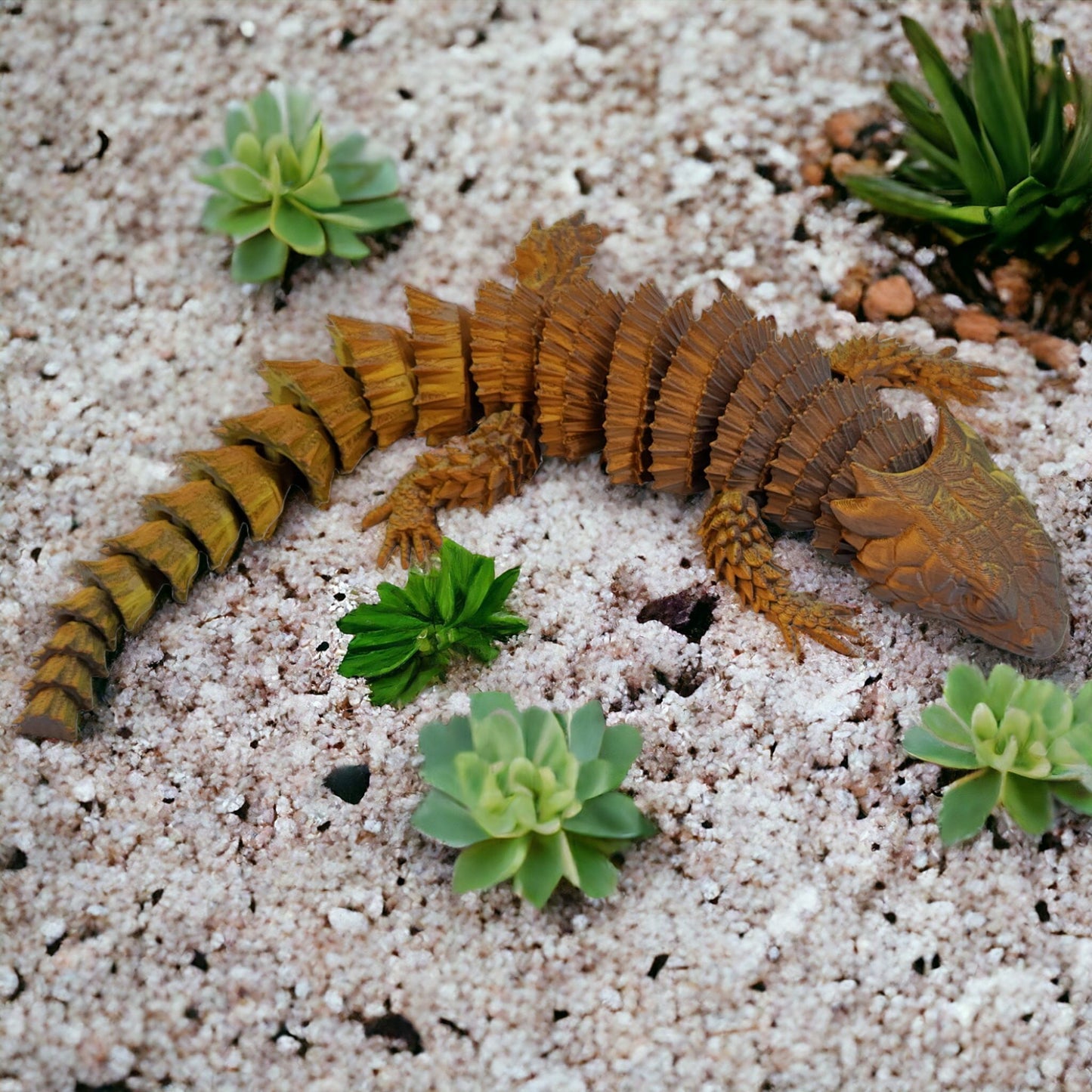 Stoneback Armadillo Lizard