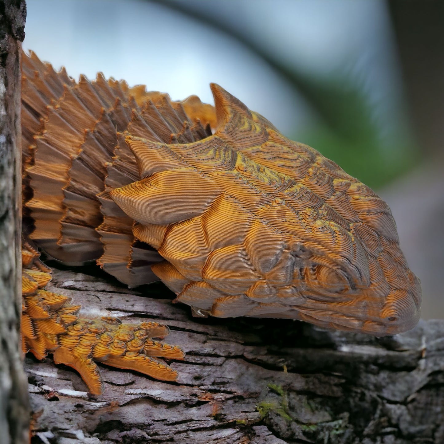 Stoneback Armadillo Lizard
