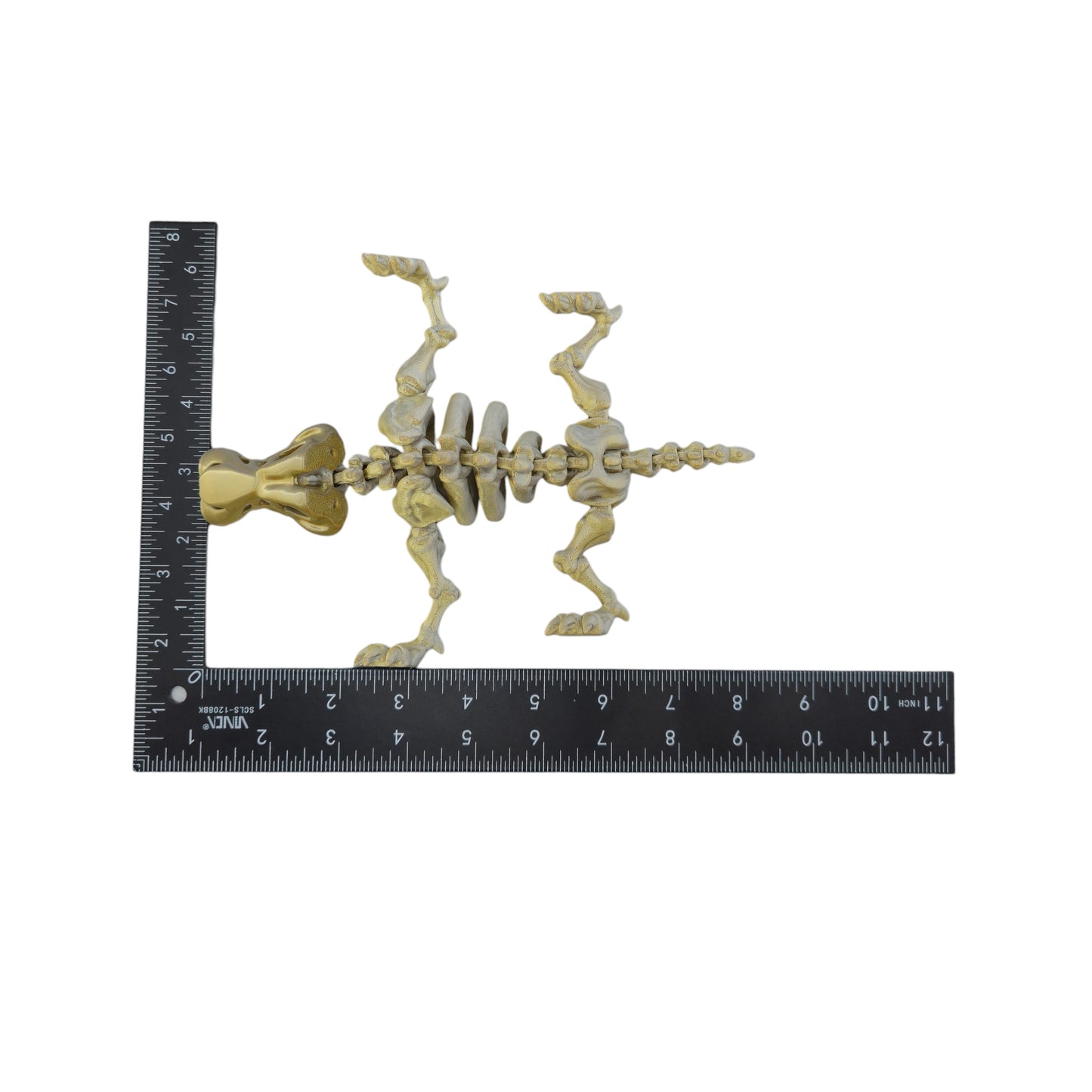 Skeletal Sabretooth Tiger