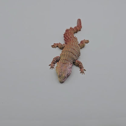Stoneback Armadillo Lizard